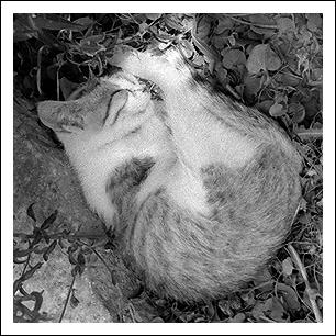 cat[2].jpg