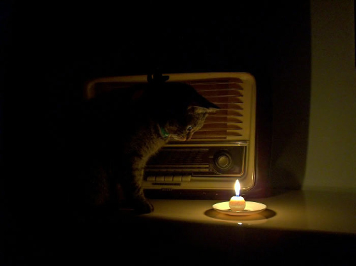 cat.jpg