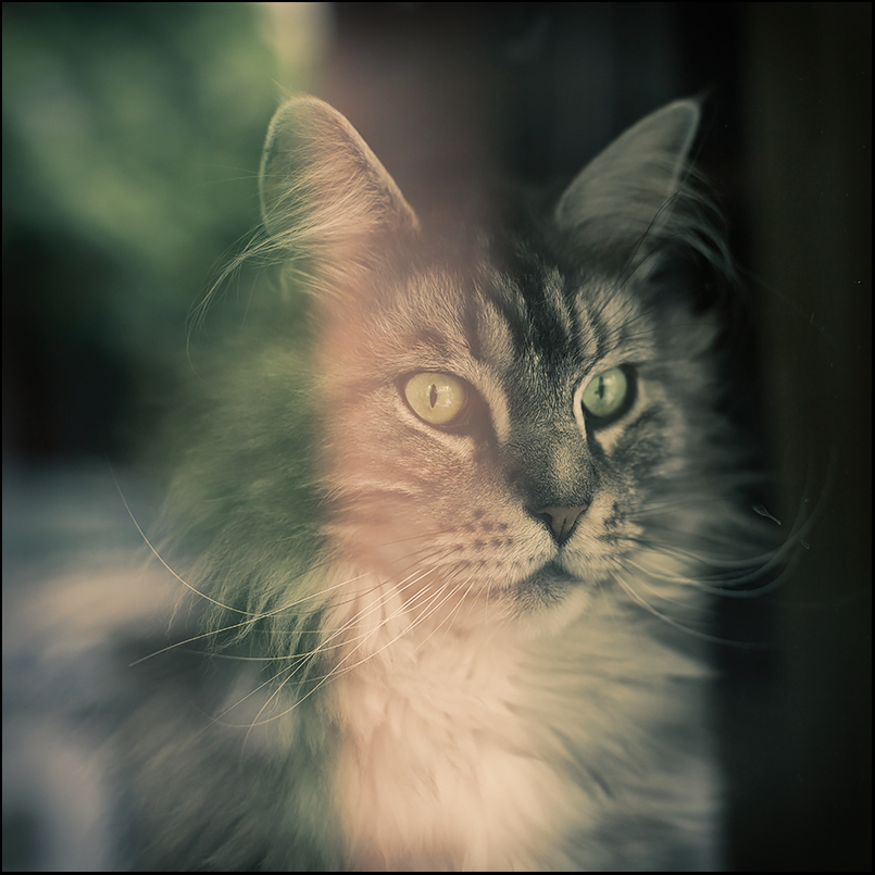 cats-Exposure.jpg