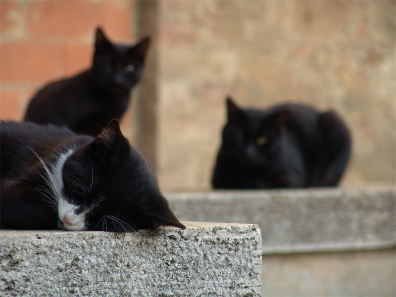 cats.jpg
