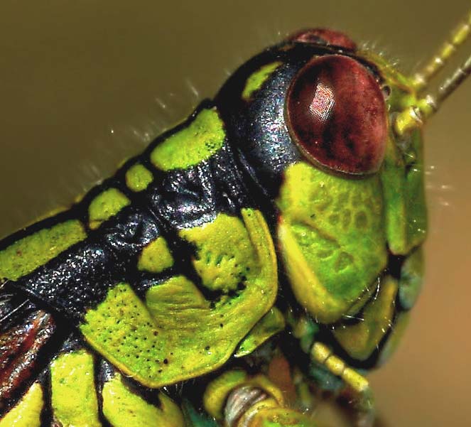 cavalletta-2-crop.jpg