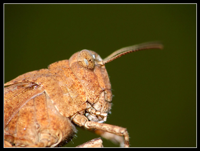 cavalletta2web.jpg