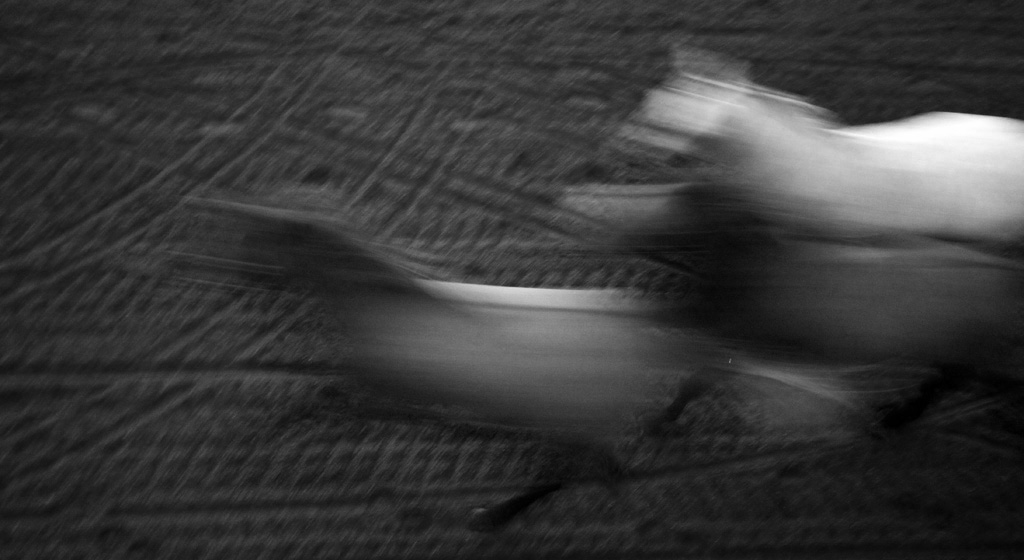 cavalli b.n.jpg