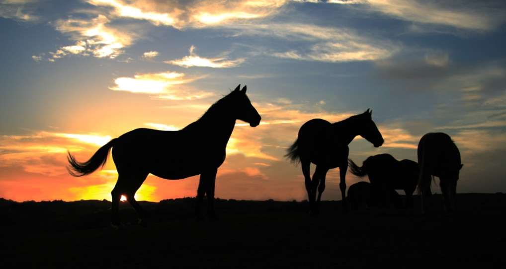 cavalli controluce1_2a.jpg