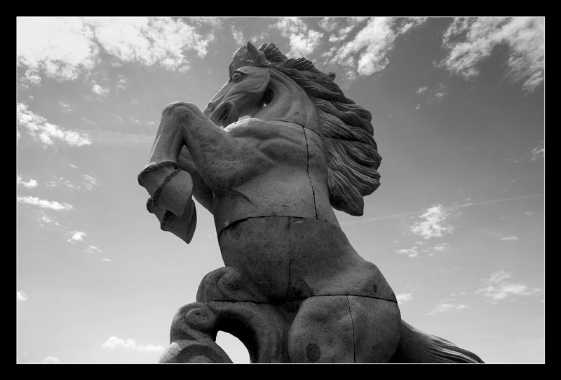 cavallo02.jpg