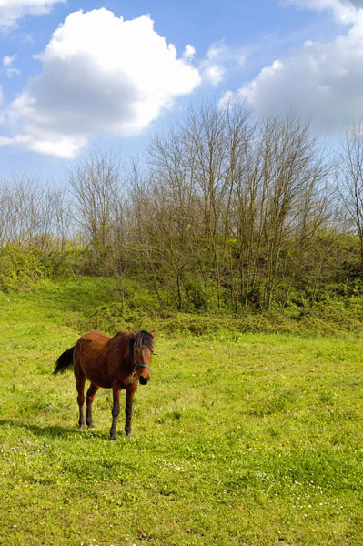 cavallo124u2.jpg