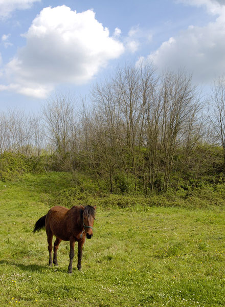 cavallo124u2.jpg