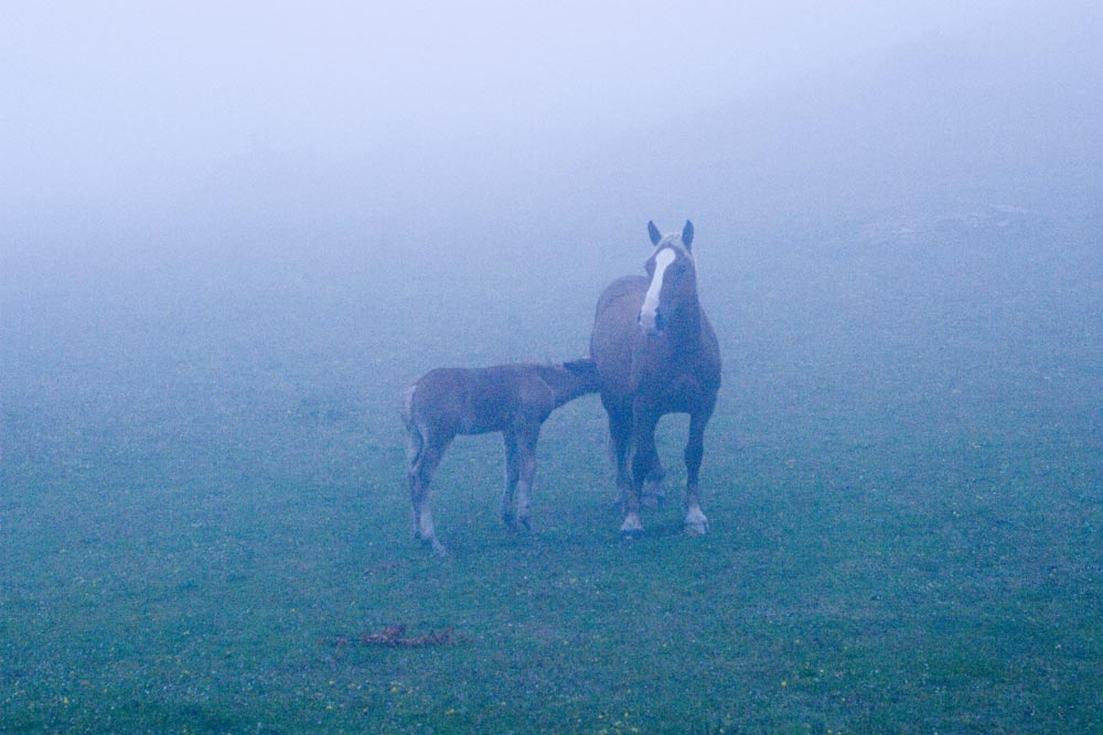 cavallo2.jpg