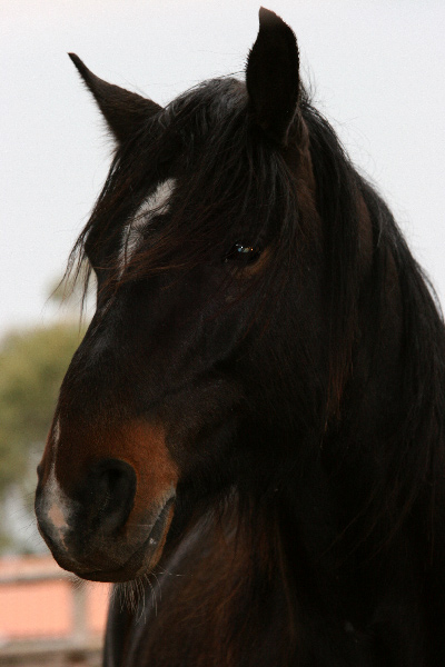 cavallo.jpg