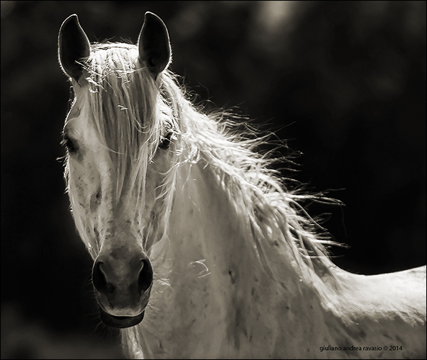 cavallo.jpg