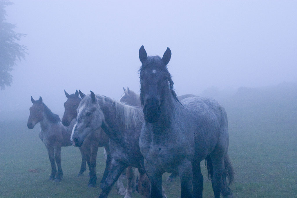 cavallo.jpg