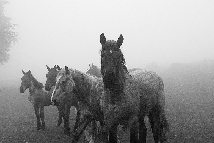 cavallo_167_bw.jpg