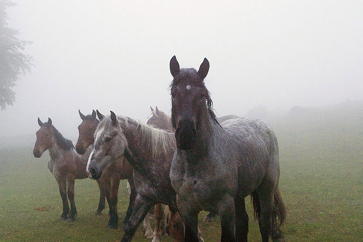 cavallo_167_colorcorrected.jpg