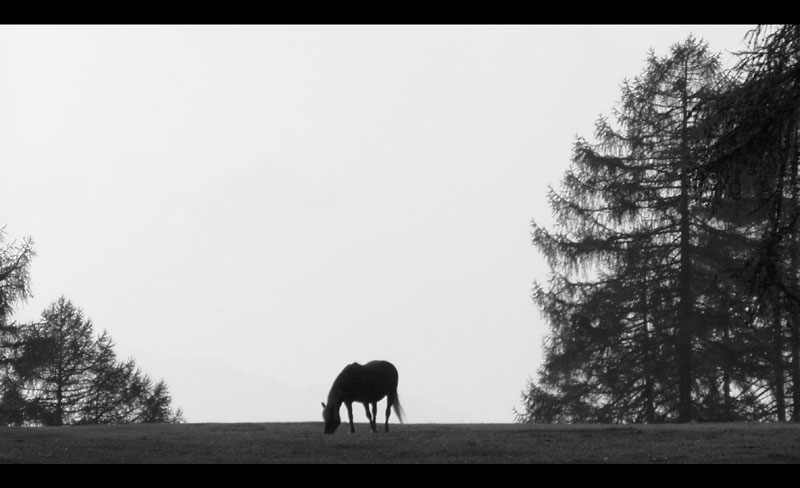 cavallo.jpg