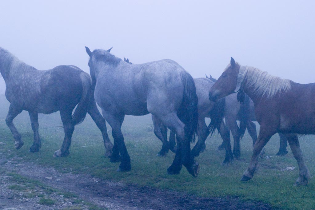 cavallo_1.jpg