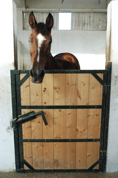 cavallo.jpg