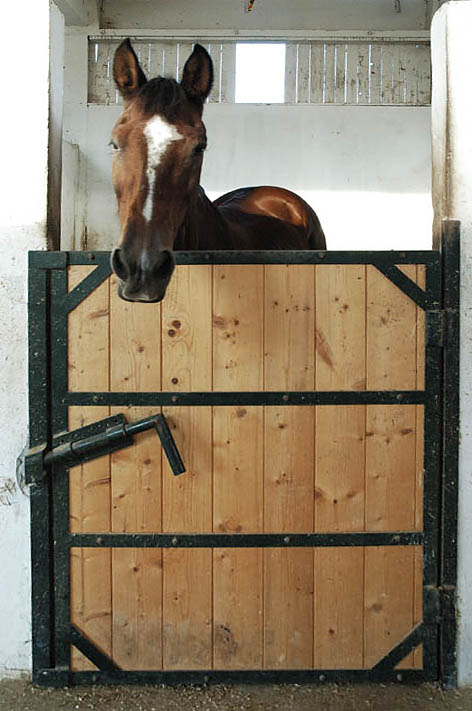 cavallo_350.jpg