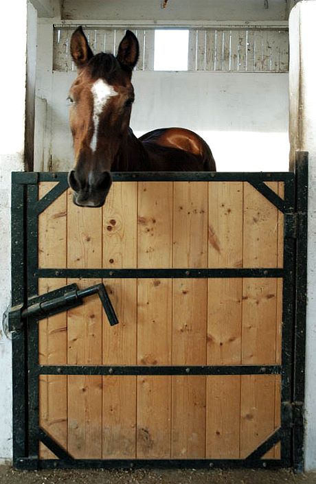 cavallo_350dritto.jpg