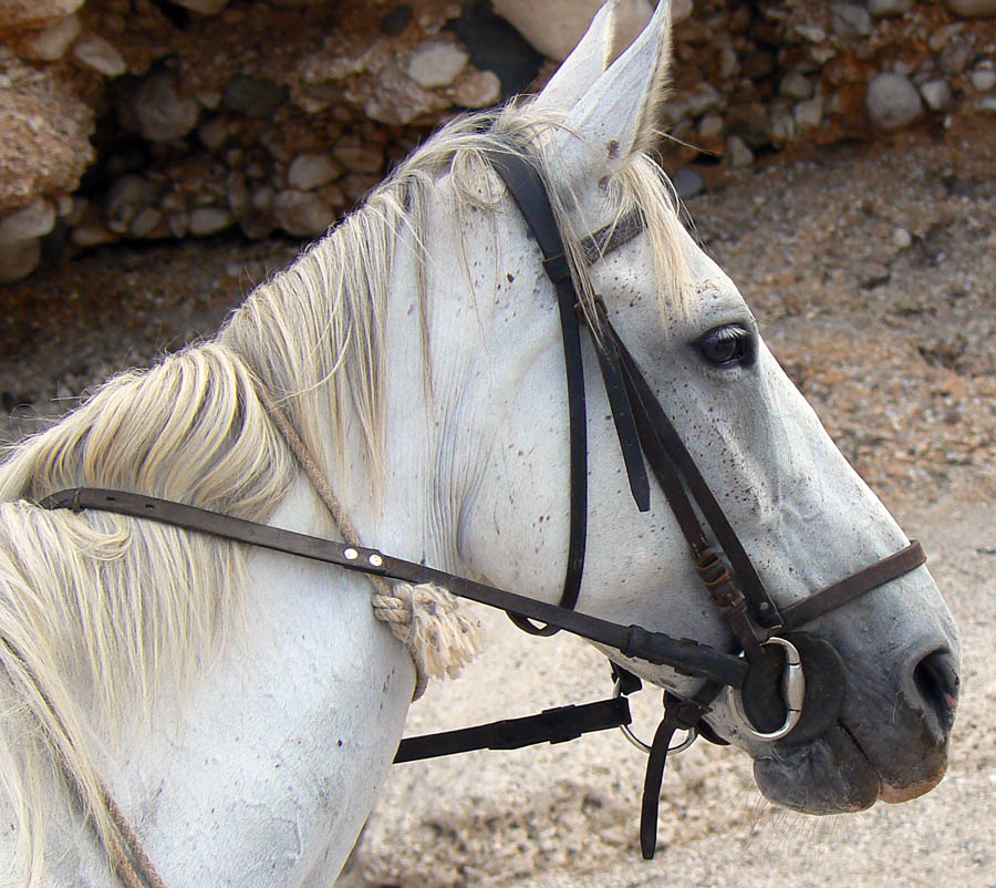 cavallo bianco 2.jpg