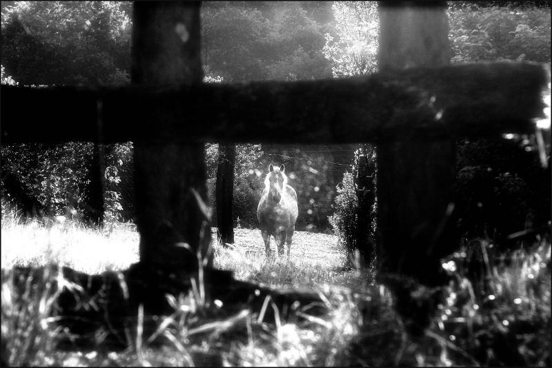 Cavallo bn1.jpg