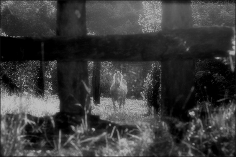 Cavallo bn21.jpg