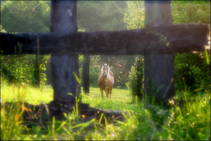 Cavallo col1.jpg