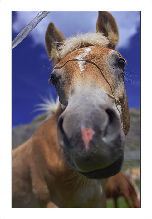 cavallo_ritr.jpg