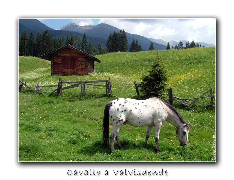 cavallo_valvisdende.jpg