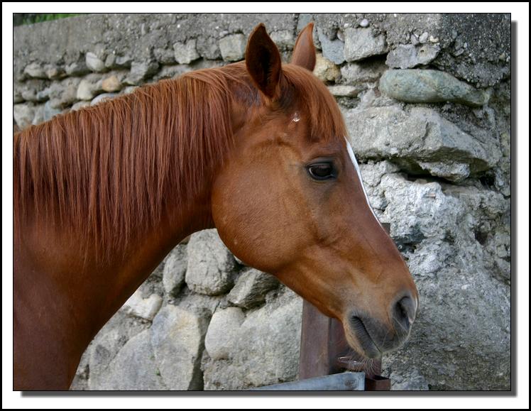 cavalloJPG.jpg