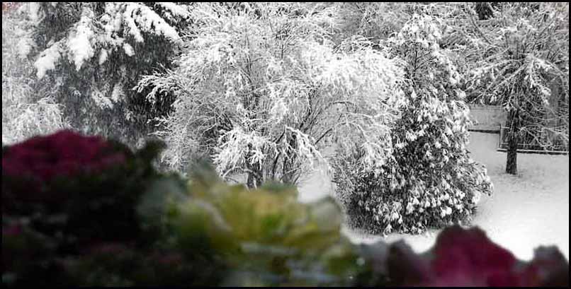 Cavoli che neve...! - di concibus (MOD_PW)_S.jpg