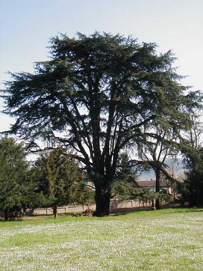 cedruslibani.JPG