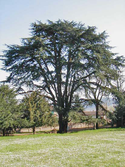 cedruslibani.jpg
