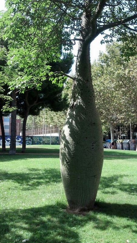 Ceiba_insignis.jpg