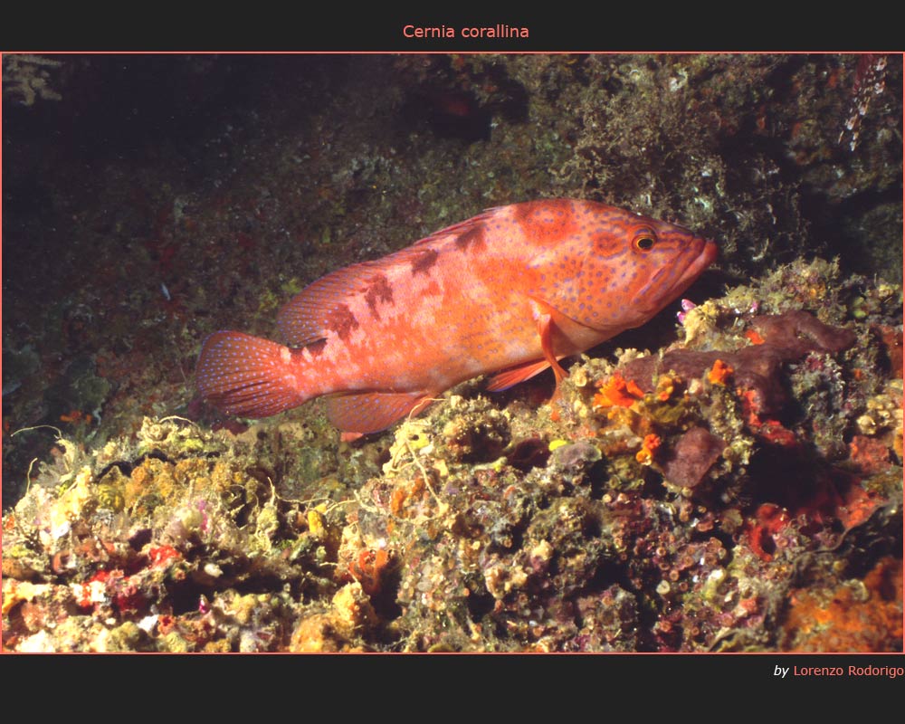cernia_corallina.jpg