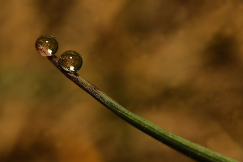 che palle -2-800.jpg