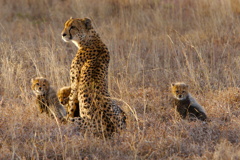 cheetah 1s.jpg