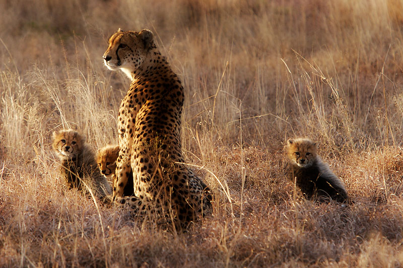 cheetah 2s.jpg