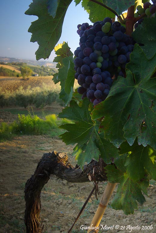 Chianti-1-orig..jpg