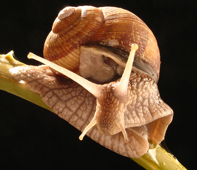 chiocciola2.jpg