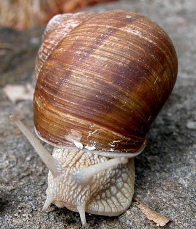 chiocciola3.jpg