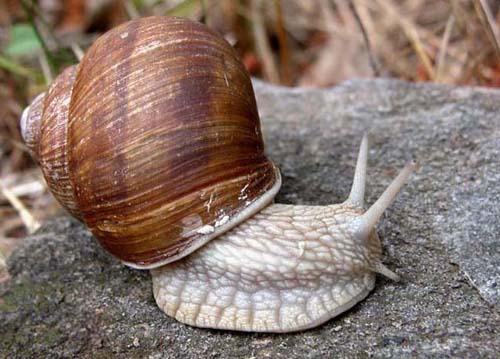 chiocciola 4.jpg