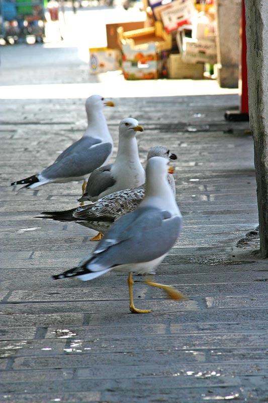 chioggia2.jpg