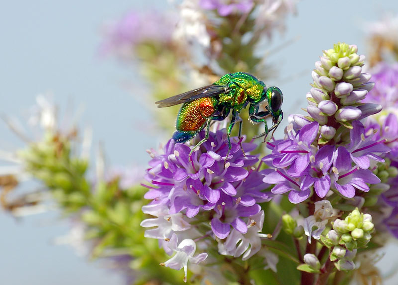Chrysis-Ignita-2.jpg