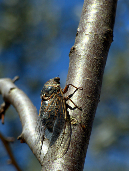 Cicala-bilanciata.jpg