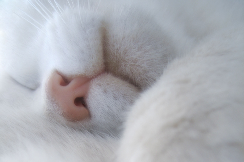 cicciosleep2.jpg