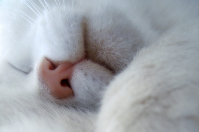 cicciosleep2_456.jpg