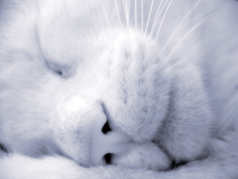 cicciosleep.jpg
