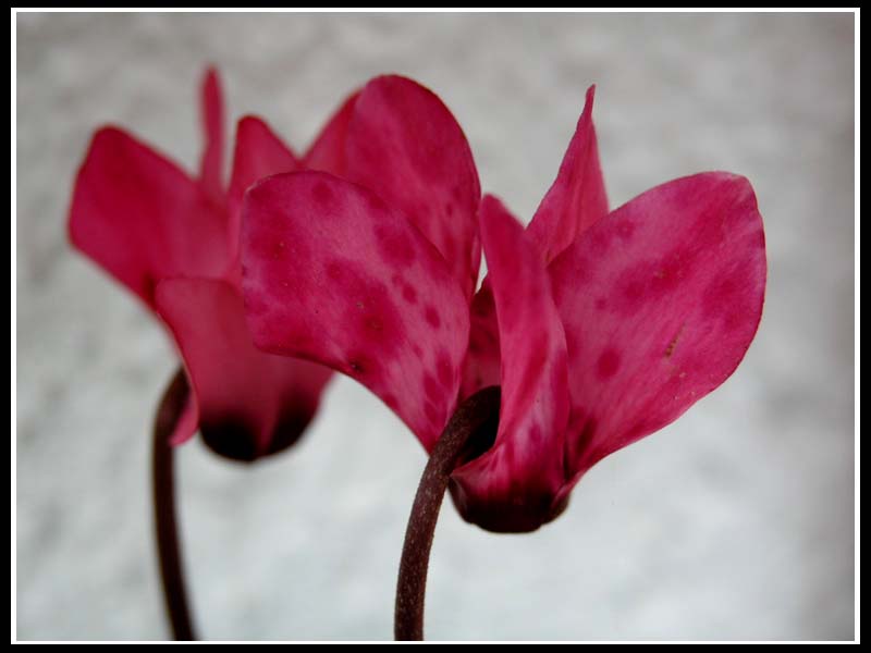 ciclamino copy.jpg