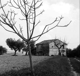 cidareiuntaglio.jpg