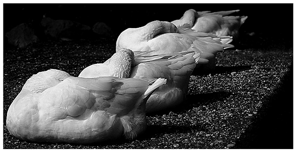 Cigni-addormentati_no-frame.jpg